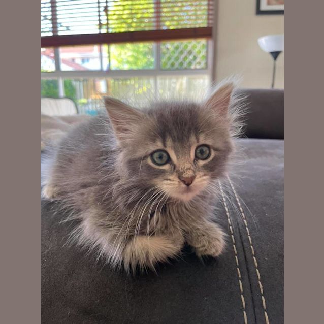 Photo of Piper 