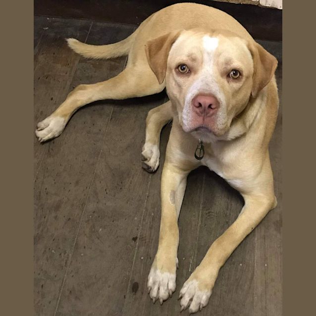 Photo of Buddy 
