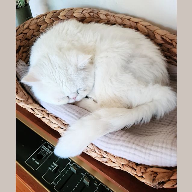 Photo of 🍆 Casper 🍆