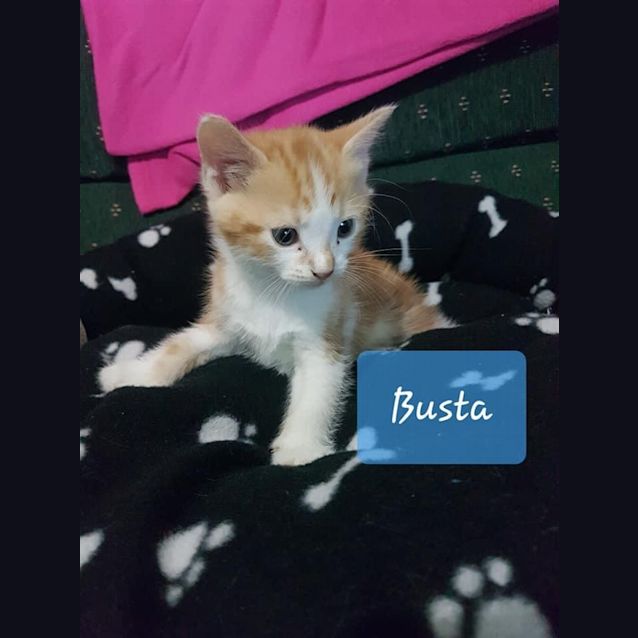 Photo of Busta 