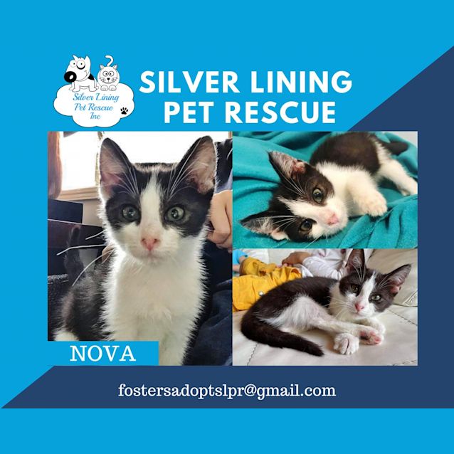 Photo of Nova 