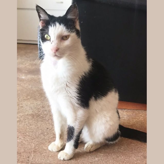 Photo of Charlie Elder Kitty