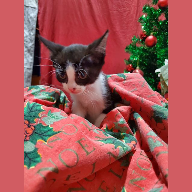 Photo of Loki