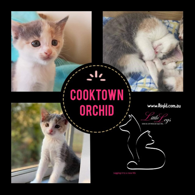 Photo of Cooktown Orchid