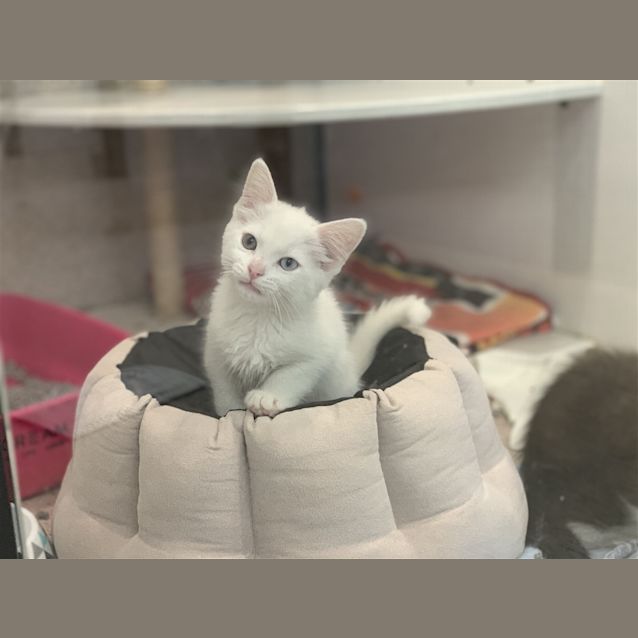 Photo of Cotton