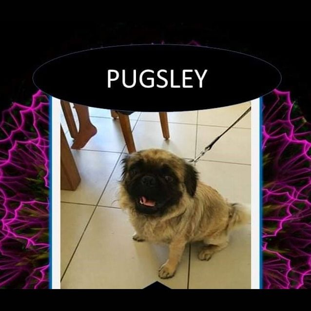Photo of Pugsley