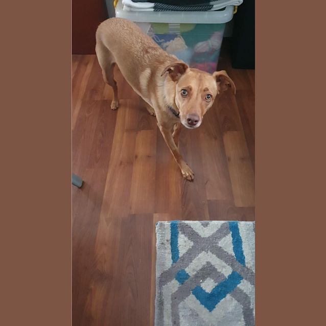 Photo of Lucy ~ 4yr Old Kelpie X (Trial Pend 07/12/20)