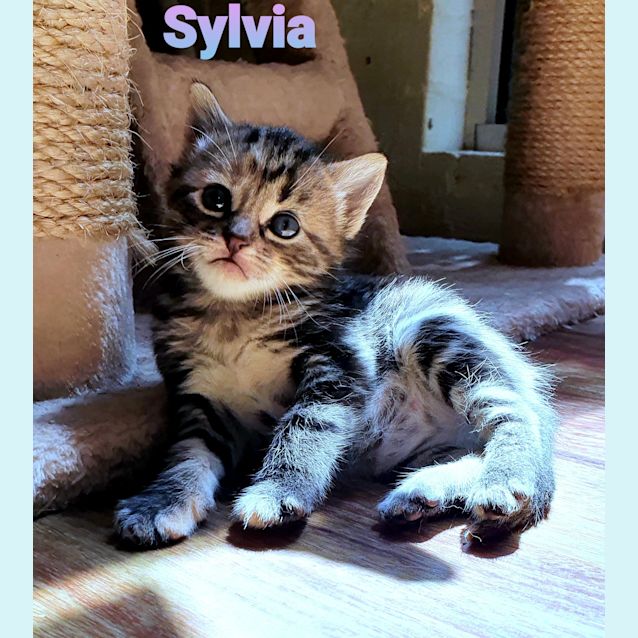 Photo of Sylvia 