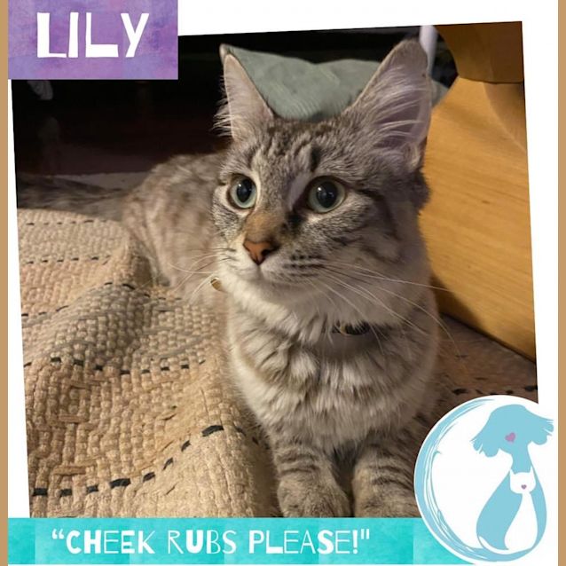 Photo of Lily