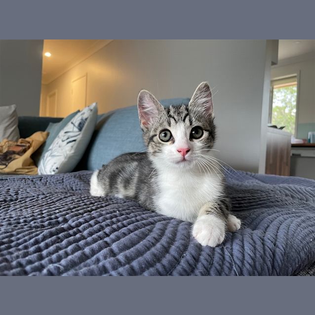 Photo of Scrabble