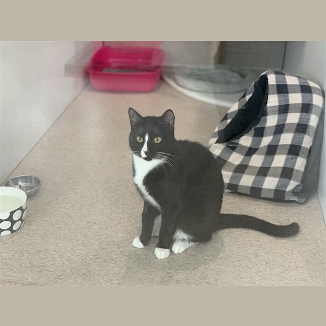 Photo of Otis