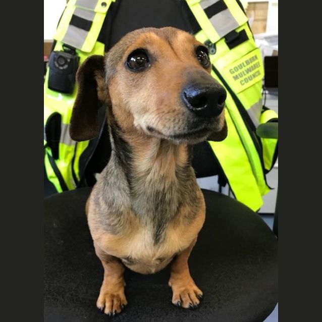 Photo of Coco
