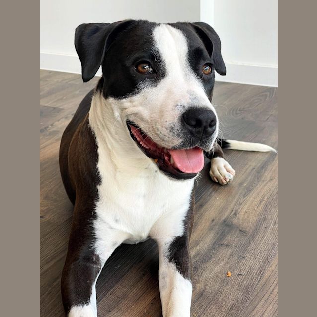 Photo of Angie Bangie 