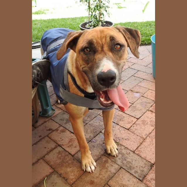 Photo of Lucky Aka Missy