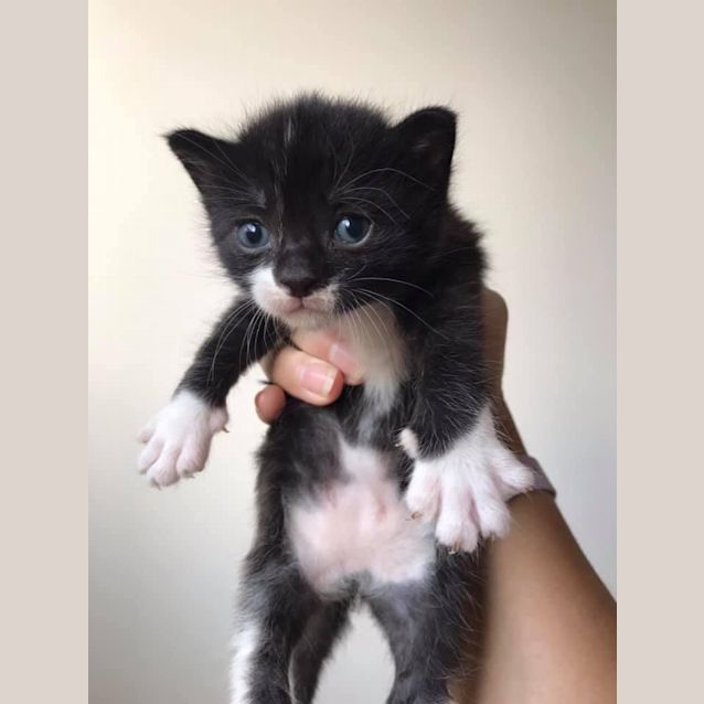 Photo of Peanut