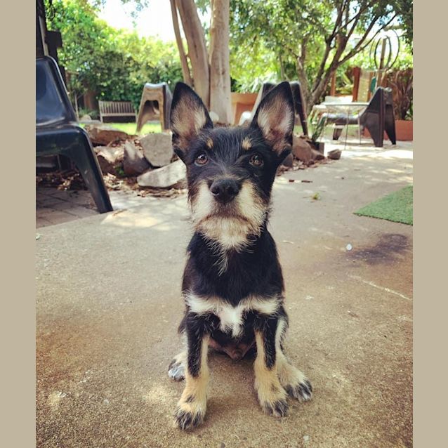 Photo of Puck