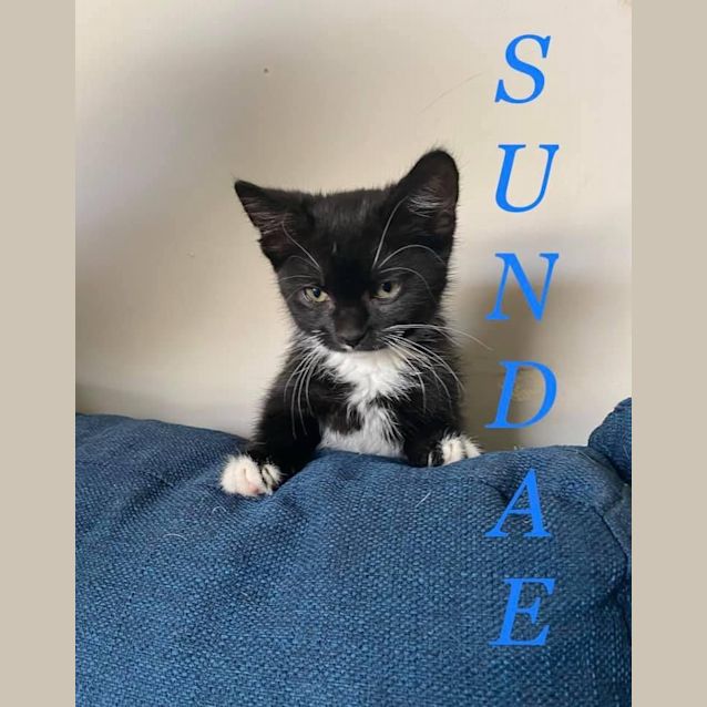 Photo of Sundae