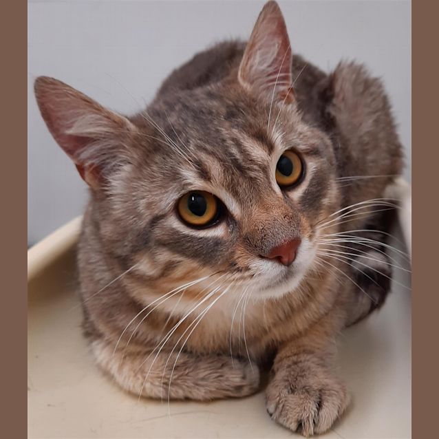 Photo of Tigger (Adoption Pending)