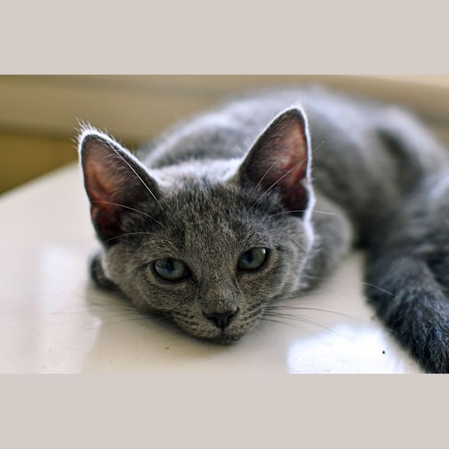 Photo of Peaches