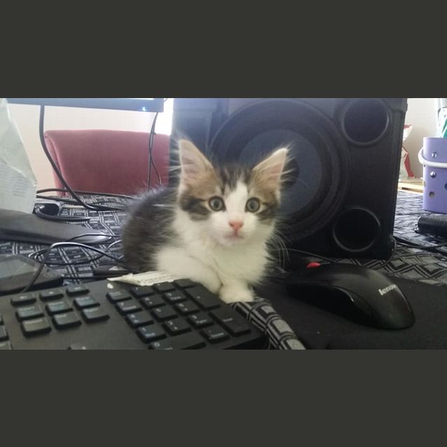 Photo of Sprout