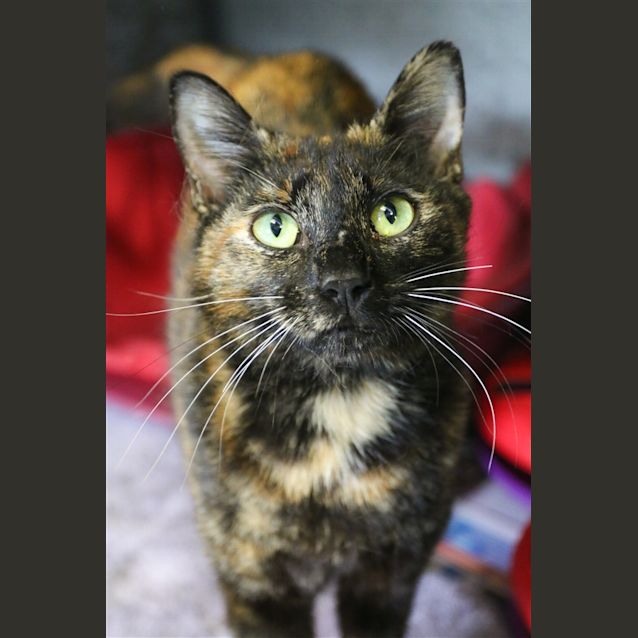 Photo of Bell