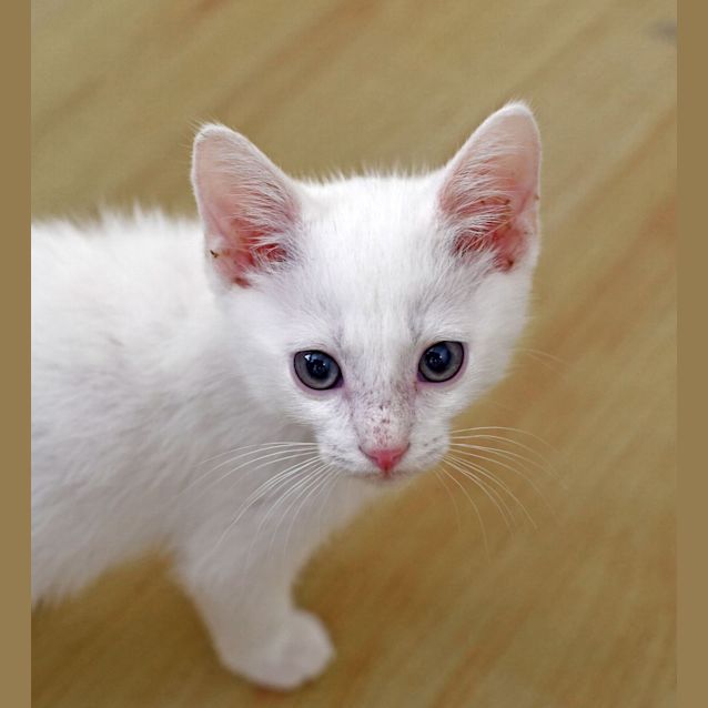 Photo of Tamba