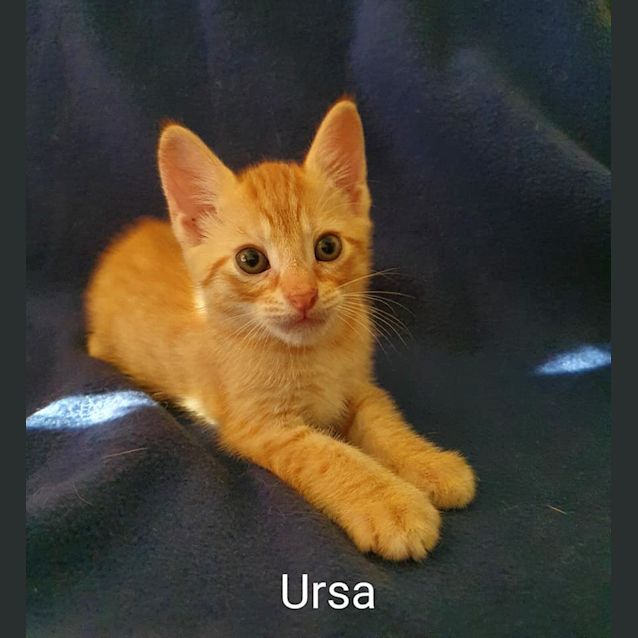 Photo of Ursa