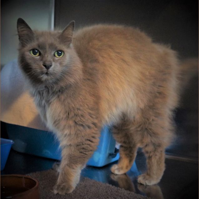 Photo of Moosh