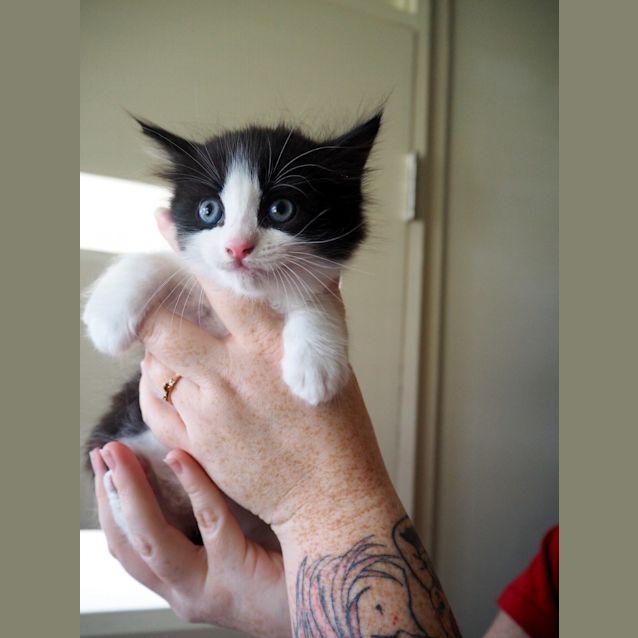 Photo of Stanley ~ 10wk Old Kitten (On Trial 02/01/2021)