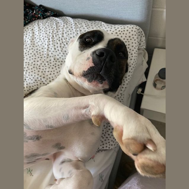 Photo of Pepper Dl2462