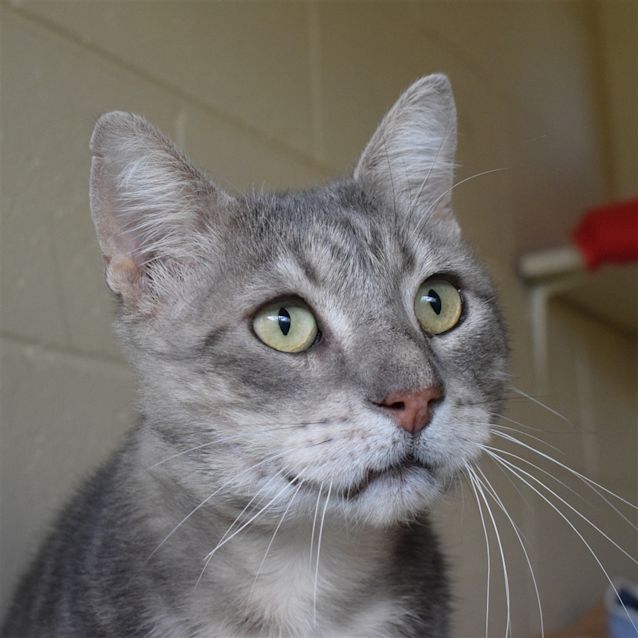 Photo of Smokey