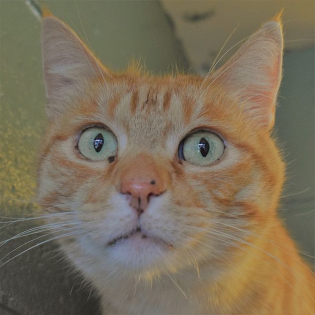 Photo of Mateous 