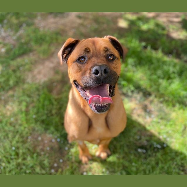 Photo of Brandy