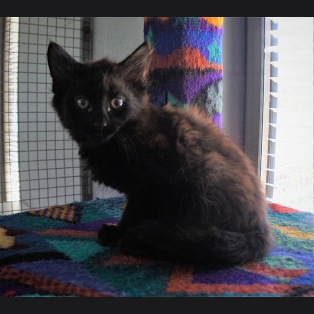 Photo of Watson