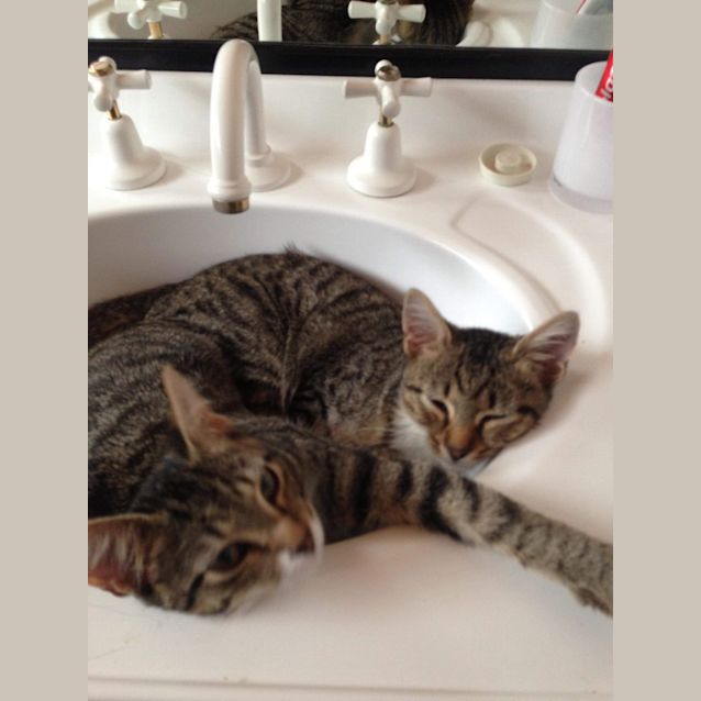 Photo of Harvey & Dexter 