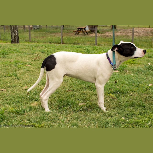 Photo of Skully ~ 6mo Bull Arab X (On Trial 19/2/21)