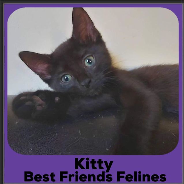 Photo of Kitty 