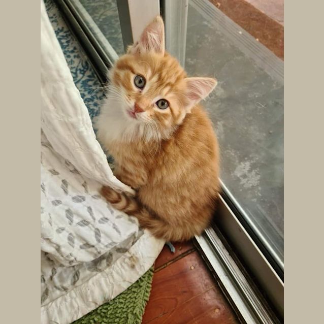 Photo of Carotty, Coral, Hoshi