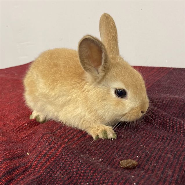 Photo of Scorbunny