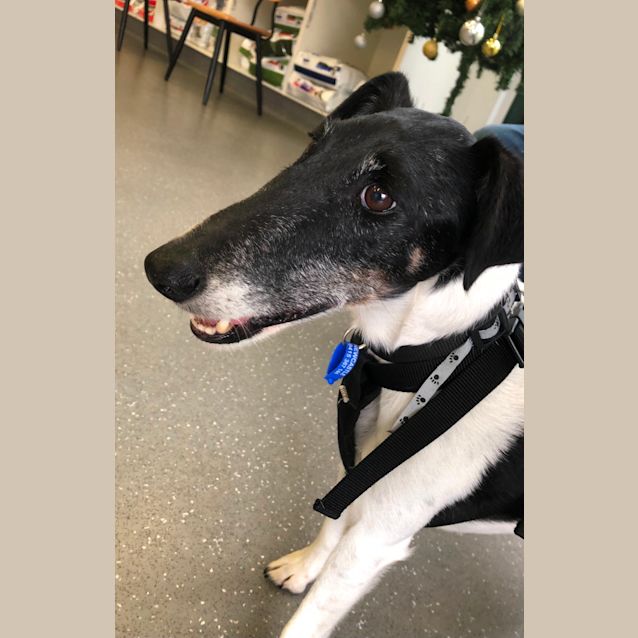 Photo of Jasper ~ 9yr Old Fox Terrier (Adopted 16/1/21)