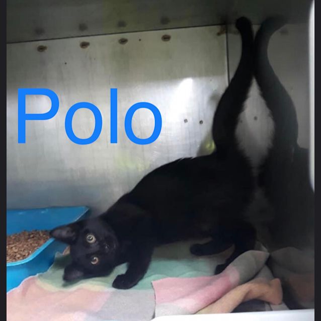 Photo of Polo