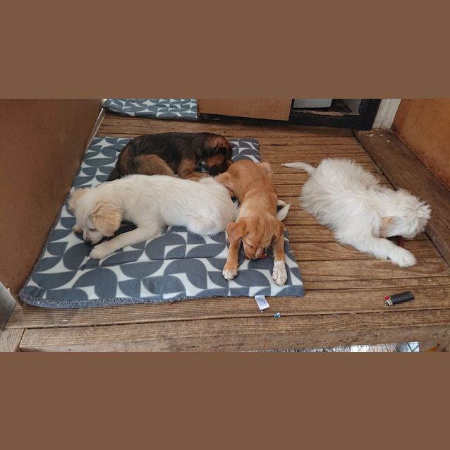 Photo of Choco, Oz Jay & Nala