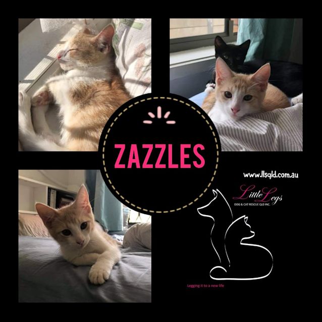 Photo of Zazzles