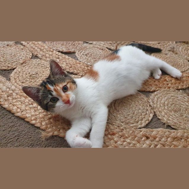 Photo of Poppet   Located In Kilsyth