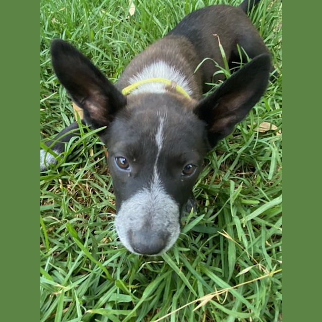 Photo of Pebbles ~9wo Kelpie X (On Trial 24/12/20)