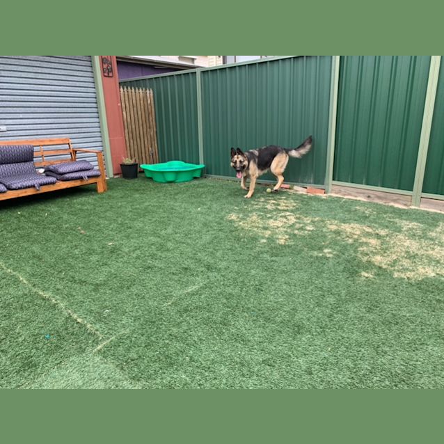Photo of Zoe ~ 18mo Gsd  (On Trial 23/12/2020)