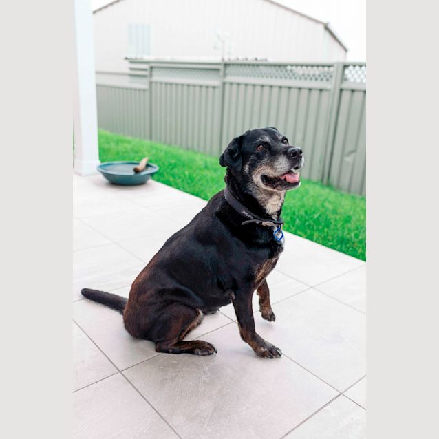 Photo of Ebony ~ 11yr Old Lab X (On Trial 15/12/20)