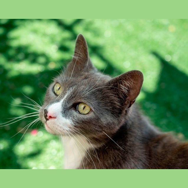 Photo of Bijou