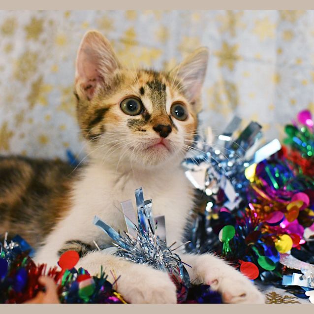 Photo of Polly