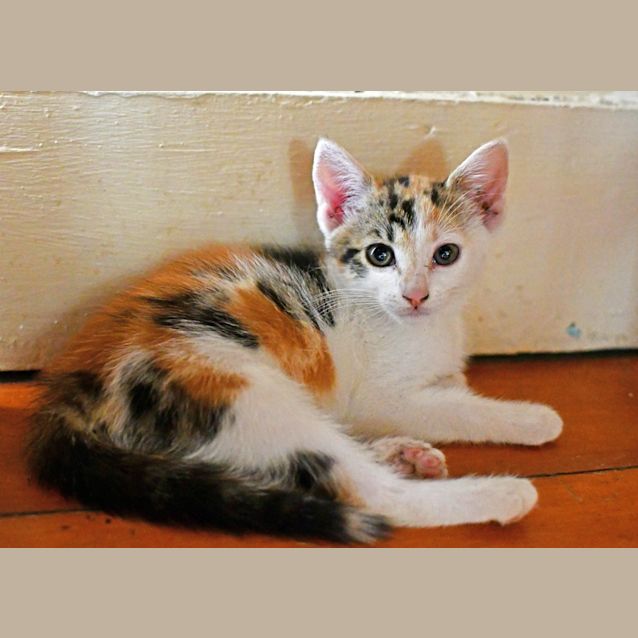 Photo of Coco